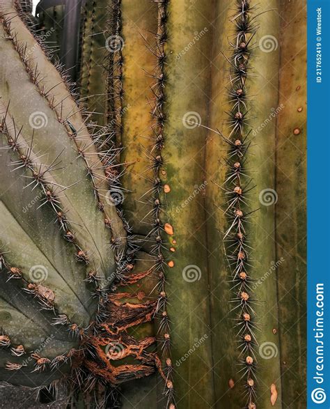 Cactus Spiky Succulent Green Plants With Thorns And Cobwebs Royalty