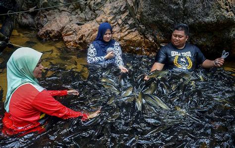 This website is estimated worth of $ 240.00 and have a daily income of around $ 1.00. Santuari Ikan Kelah, Tasik Kenyir | Astro Awani