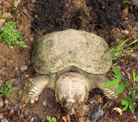 The large majority of breeds that you can buy today are geared towards being productive of eggs and meat. Mountain Moments: Snapping Turtle Laying Eggs