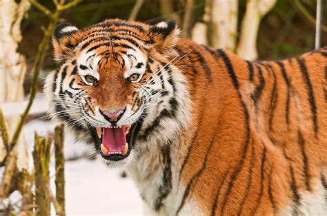 Wallpaper Tiger Face Striped Predators Big Cat 1920x1275