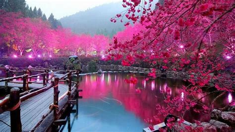 Download Travel Reflection Flower Hanami Cherry