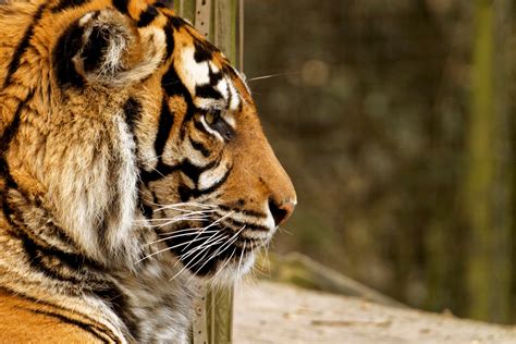 Free Images Wildlife Zoo Fauna Close Up Whiskers Tiger Safari