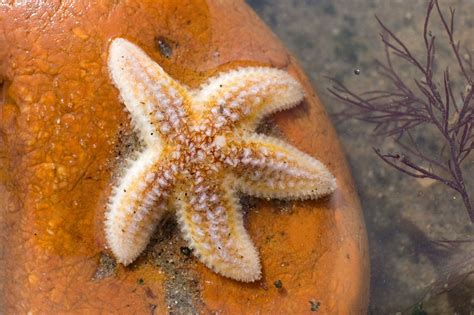 Echinoderms Include Starfish Brittle Stars Sea Urchins And Sand