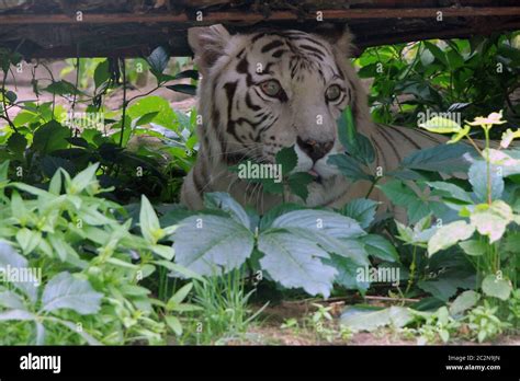 Tiger Prey Hi Res Stock Photography And Images Alamy