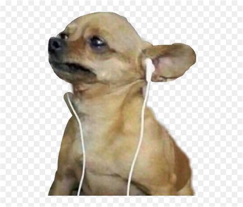 Perrito Perros Audífonosaudifonos Dog Crying Listening To Music