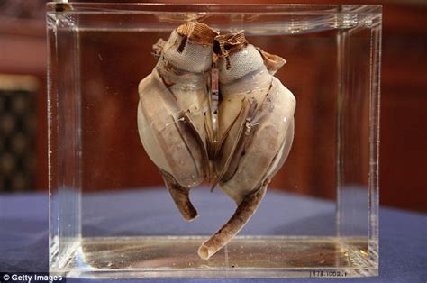 Worlds 1st Artificial Heart At The Smithsonian Museum 40 Years After