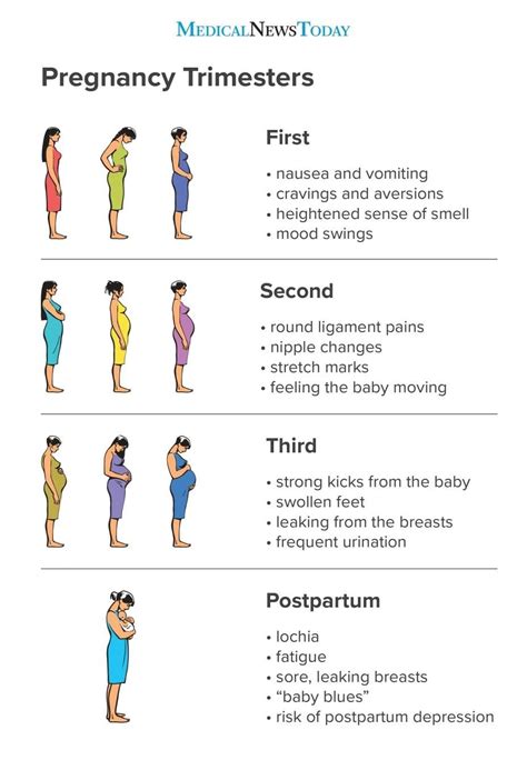 Pregnancy Stages Months And Weeks Pregnancy Stages Pregnancy