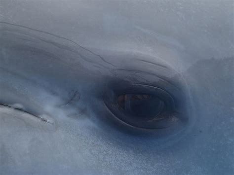 Bottlenose Dolphin Eye Bottom Of The Ocean Under The Sea Animal