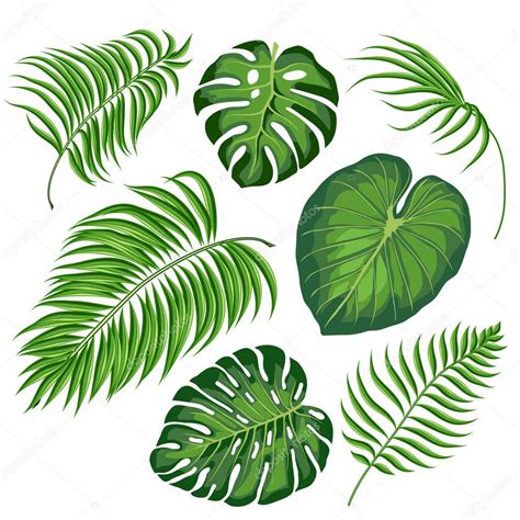 Feuilles de plantes tropicales — Image vectorielle Vasimila © #188875214