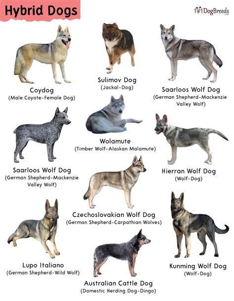 List Of Best Hybrid Dog Breeds With Pictures