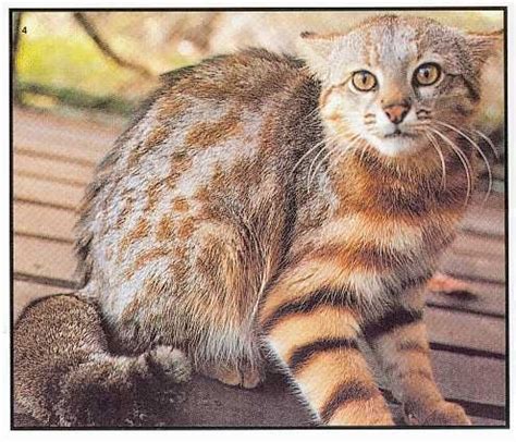 En este difícil momento enviamos un fuerte abrazo y todo el apoyo a su familia, amigos y cercanos ud83cudf39. gato colo colo | Gatos, Felinos, Fotos de animales