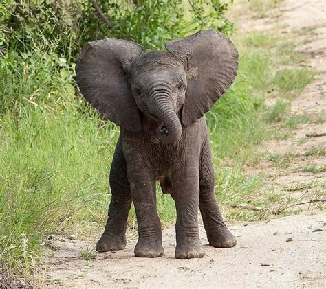 Cuteness Baby Elephant ♡ Elephant Photography Elephants Photos