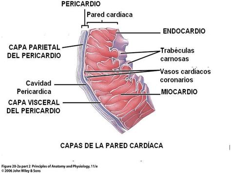 Filminas Sistema Cardiovascular Enfermeria Del Adulto Y Anciano Enfermeria Unc Filadd