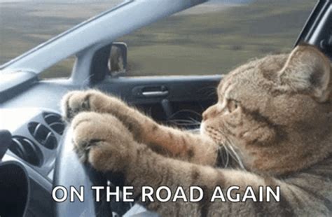 Traveling Tabby 30 Adorable Cat Memes For The Worn Out Folks Ready For