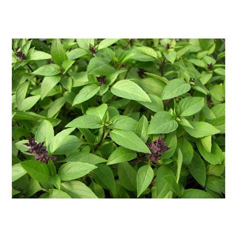 Thai Basil Seeds Outdoor Planters Outdoor And Gardening Pe