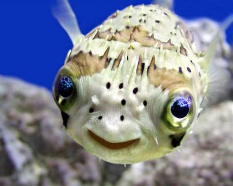 Puffer Fish That Should Have Been In Finding Nemo Smiling Animals