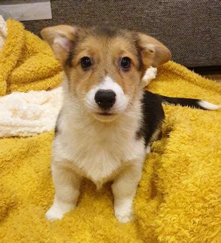 The welsh corgi is a loving and affectionate breed who will be a puppy at heart for its entire life. Pembroke Welsh Corgi puppy dog for sale in Eau Claire ...