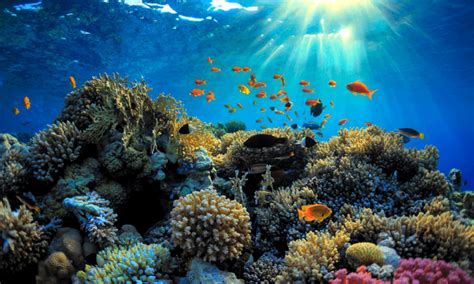Fonds d'écran hd grande barrière de corail à télécharger. Barriere corail » Vacances - Arts- Guides Voyages