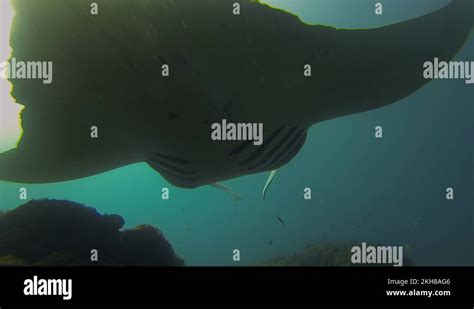 Mantaraycloseup Stock Videos And Footage Hd And 4k Video Clips Alamy