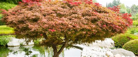 Tip Kleine Tuin Toch Een Boom Max Vandaag