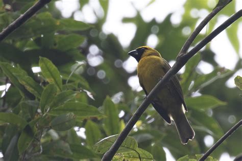 Yellow Green Grosbeak Birdforum