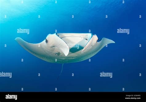 Reef Manta Ray Mobula Alfredi From Front Swimming In Blue Water