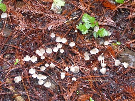 Murder at the Mushroom Festival by Janet Finsilver - The Mendocino