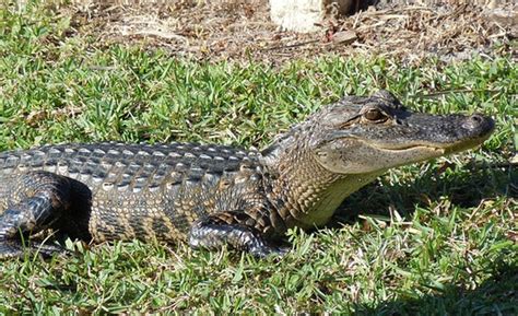 man caught having sex with alligator he kept tied up in his backyard youth village kenya