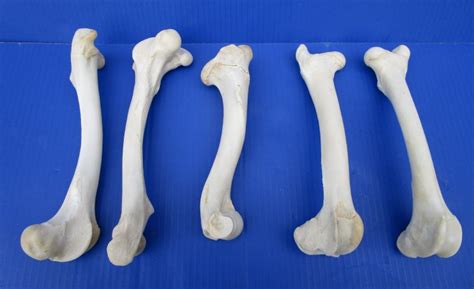 5 Whitetail Deer Leg Bones 7 34 To 9 12 For 600 Each