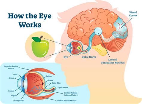 Optic Nerve Illustrations Royalty Free Vector Graphics And Clip Art Istock