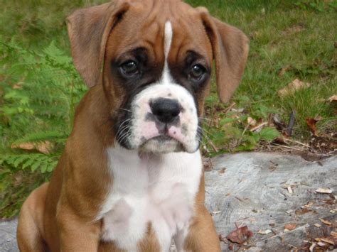 Boxer For Sale By Alexander Kutrovski American Kennel Club