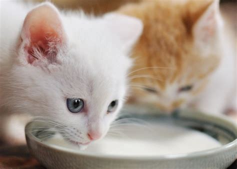 If you want to know more about. Is it Ok for Cats to Drink Milk?