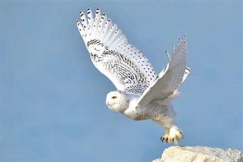 Top 10 Most Beautiful White Birds Depth World