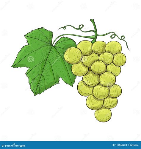 Grapes Colored Hand Drawn Sketch Stock Vector Illustration Of Vector
