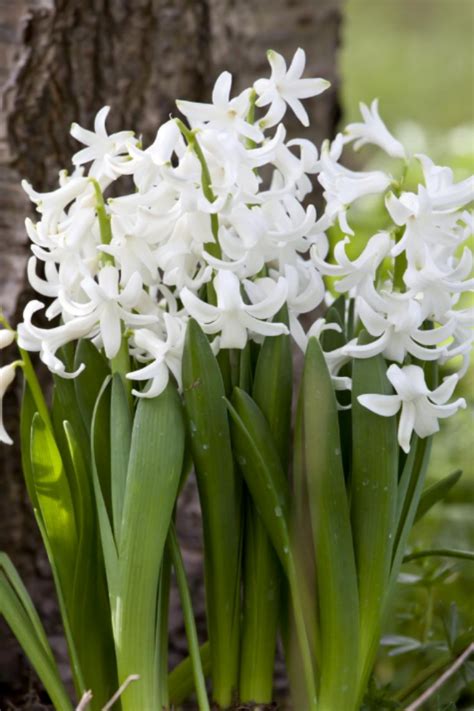 The hyacinth flower name comes from the greek legend about a gorgeous young man called hyakinthos who was color red for hyacinths is a symbol of recreation and play time. Hyacinth multiflora - Discover flower bulbs