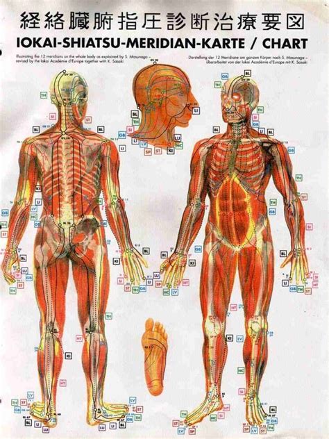 Shiatsu Meridian Charts Shiatsu Pinterest Acupressure Reflexology And Eastern Medicine