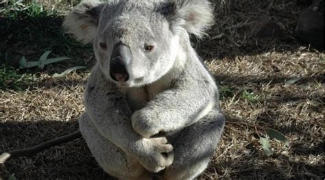 Koalas Are Now Functionally Extinct In Australia