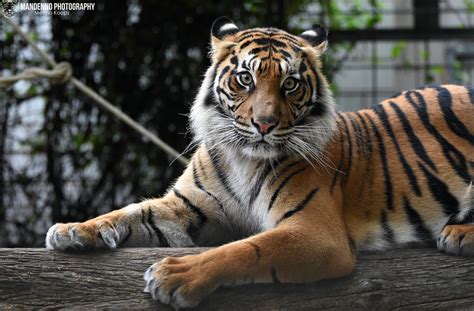 Sumatran Tigress Zoo Heidelberg Sumatran Tigress Karis Flickr