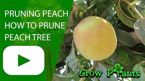 Pruning Peach How To Prune Peach Tree Youtube