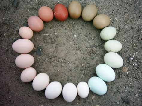 Die rasse wurde mitte des 19. Olivfarbene Eier