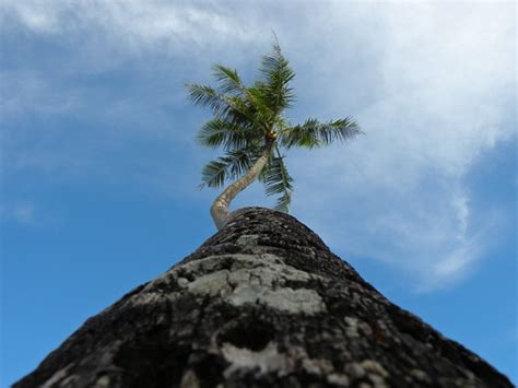 Palm Tree Perspective H Evan Miller Flickr