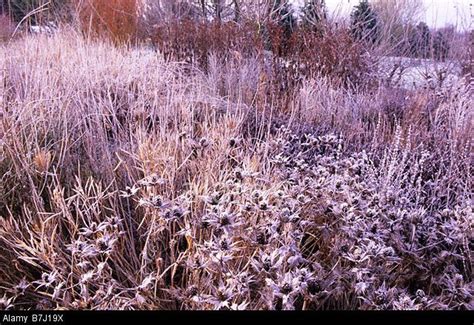 Perovskia is a fantastic plant offering an extremely long time of attractivity. perovskia little spire winter - Google Search