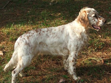 Grouse Point English Setter The Upland Experience Vol 1