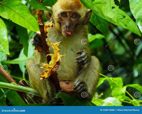 Funny Monkey Closeup Sticking Out His Tongue Stock Photo Image Of