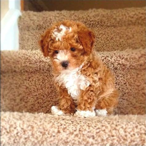 Maybe you would like to learn more about one of these? Toy Poodle Dog Breed Information, Images, Characteristics ...