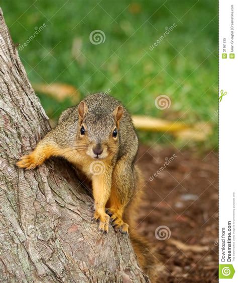 Eastern Fox Squirrel Stock Image Image Of Closeup Black