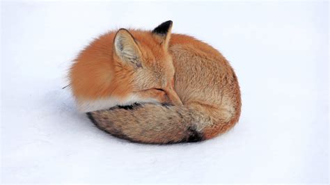 Have A Nice Sleep Fox In Snow Fox Sleeping Cute Baby Animals