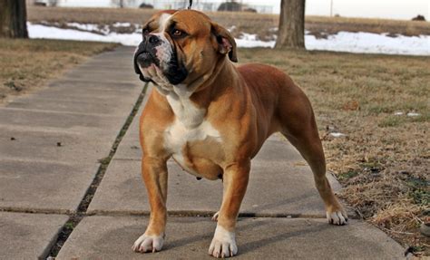 Search all about pets in this website. Puppies For Sale - Evolution Olde English Bulldogges