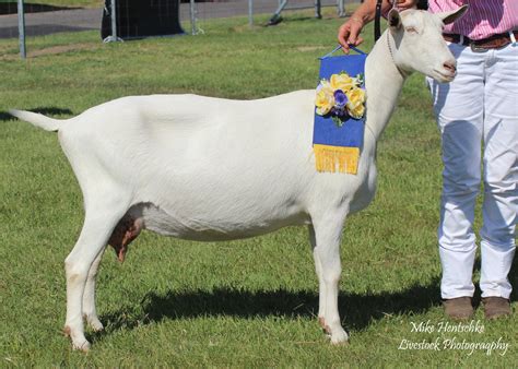 Saanen Dairy Goat Society Of Australia Ltd