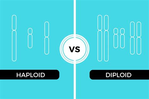 Haploid Vs Diploid Differences And How To Remember Them